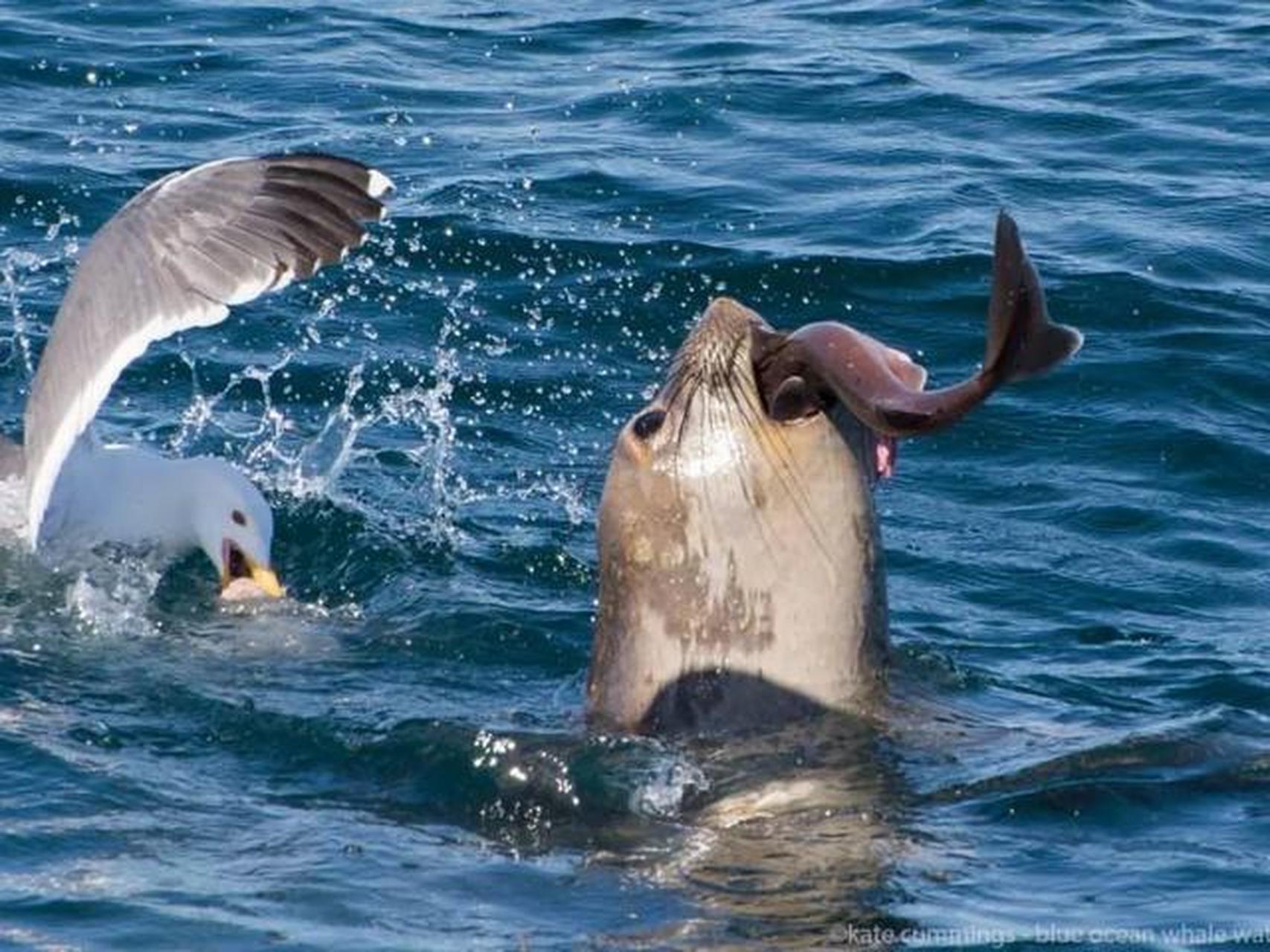 龙虾,海螺等海洋生物更是不计其数,不仅如此,据说贝加尔湖的湖底还