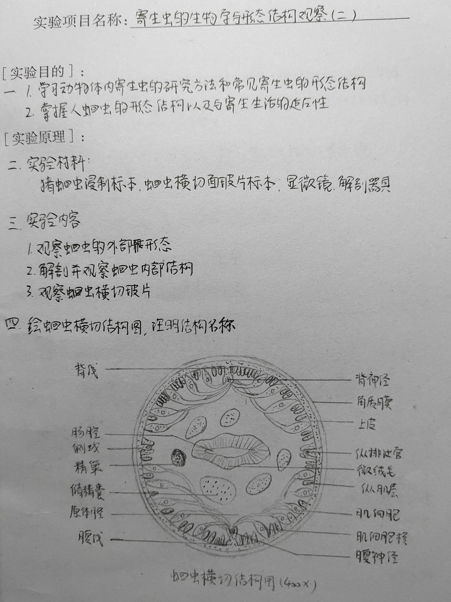 蛔虫横切结构图