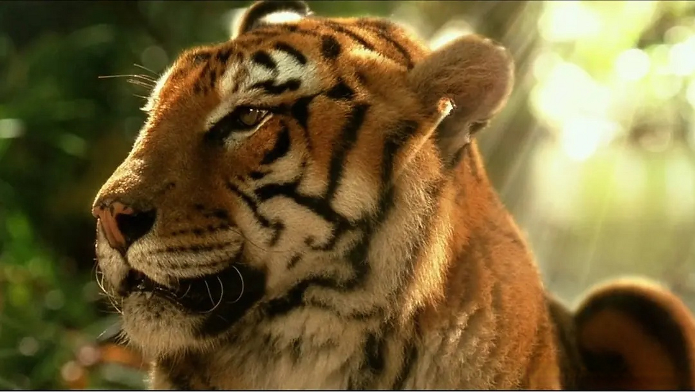 光影里的今天#  电影:#虎兄虎弟# 上映日期: 2004-04-07(法国) 法国