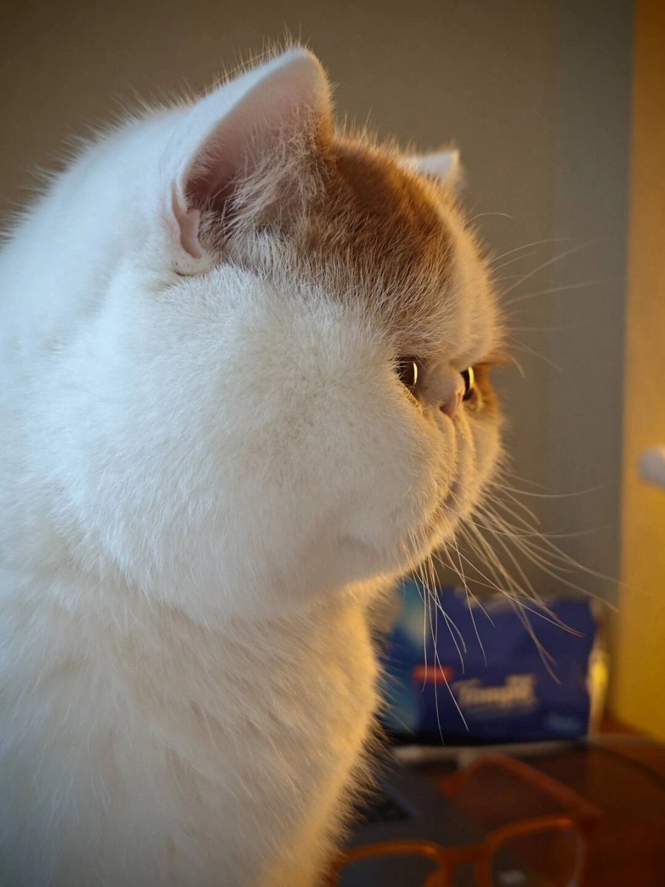 加菲的侧脸我真的会笑哈哈哈哈 #加菲# #加菲猫# #猫