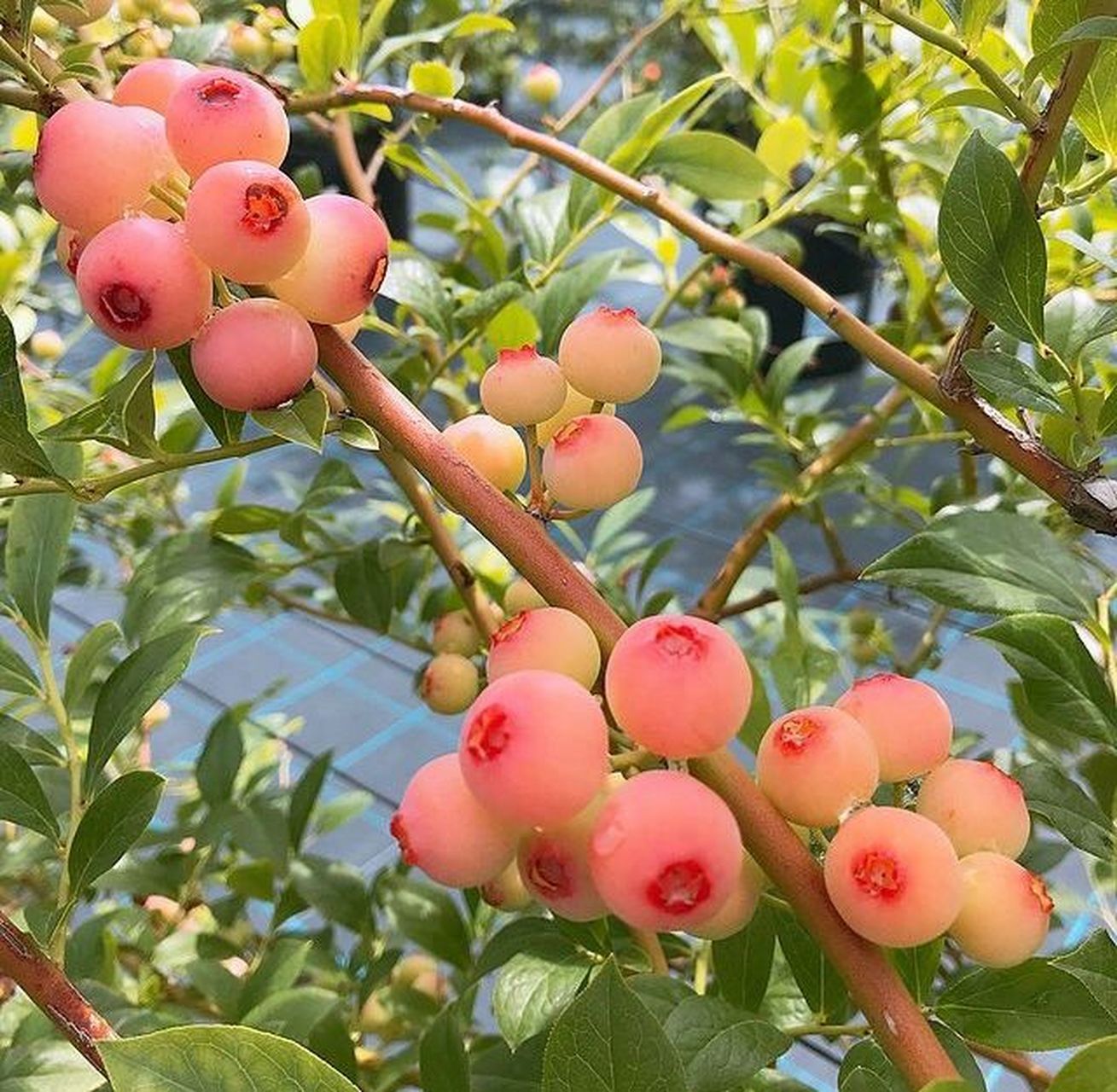 说说兔眼蓝莓 说说兔眼蓝莓:果树成熟过程中呈现很可爱的粉色,就像兔