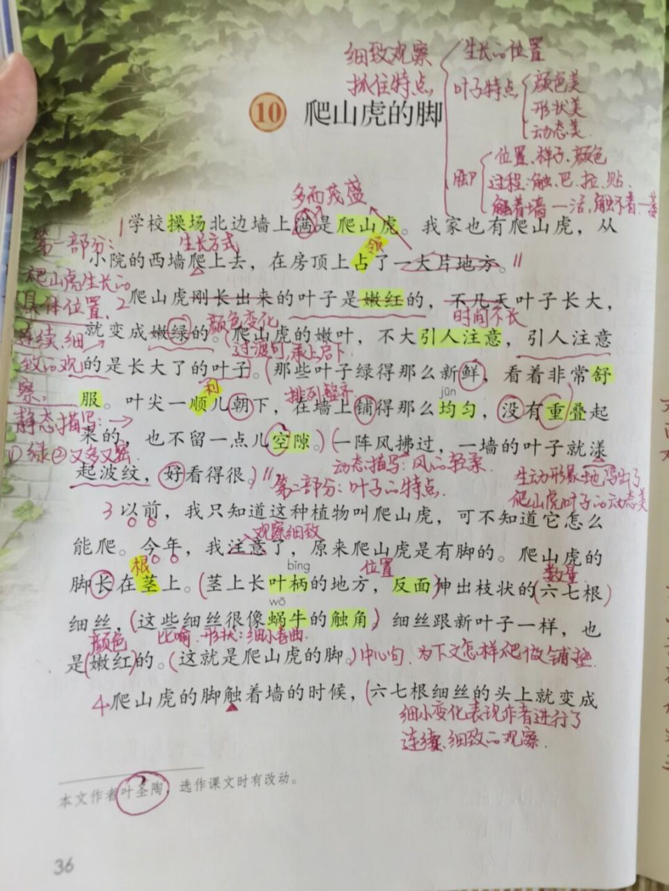 四年级上册语文# #教案# #小学语文# #爬山虎的脚