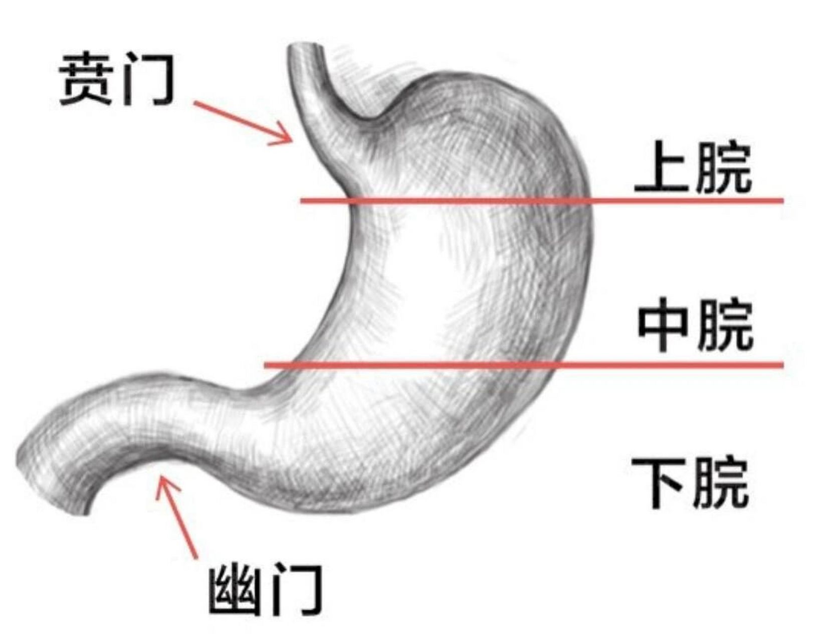 胃病的辨证与常用中成药 胃腔可分为上,中,下三个