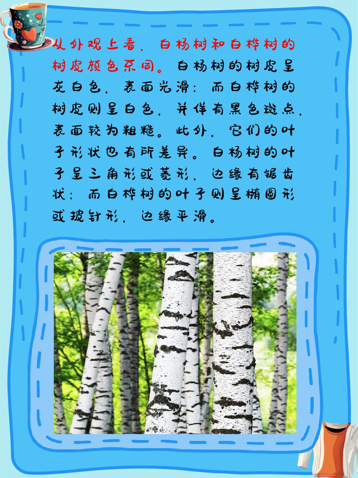 白杨树和白桦树的区别