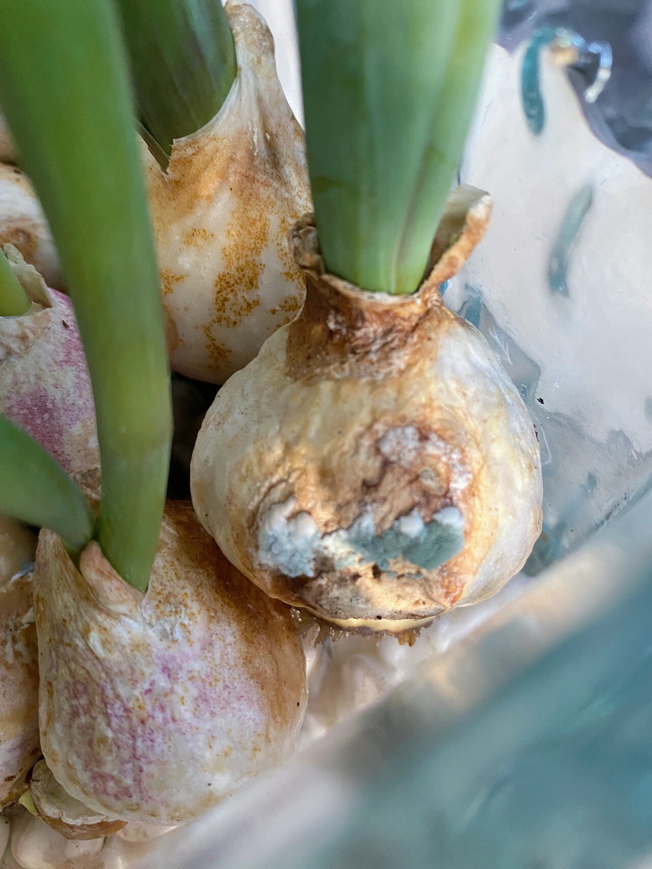 发霉郁金香种球怎么处理?