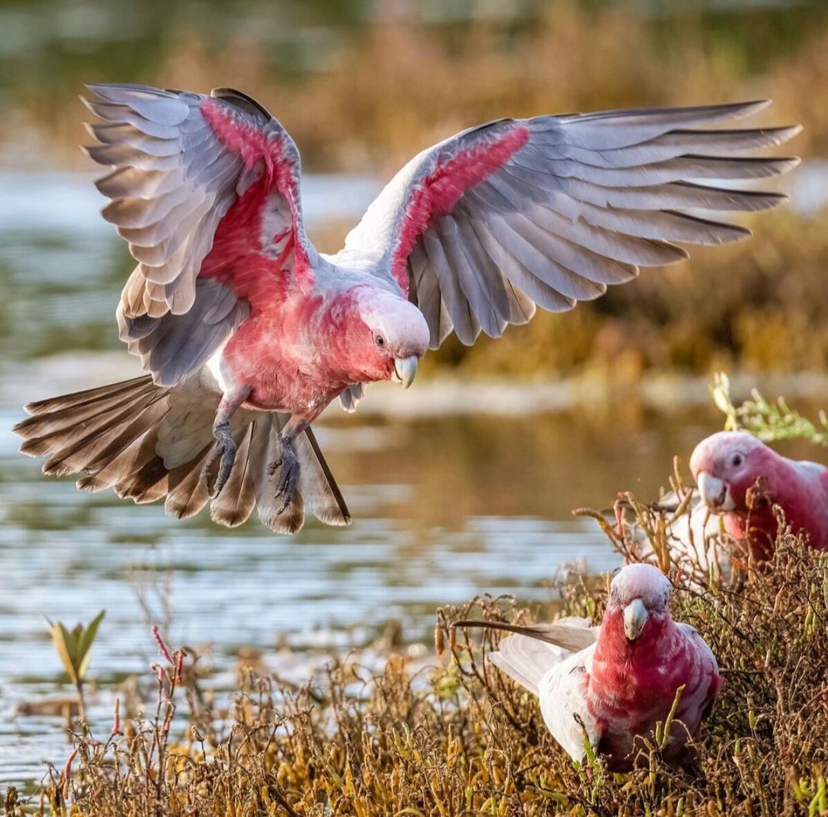 粉红凤头鹦鹉 又名:贾拉凤头鹦鹉,玫瑰胸凤头鹦鹉 	 尺寸: 35厘米(13.