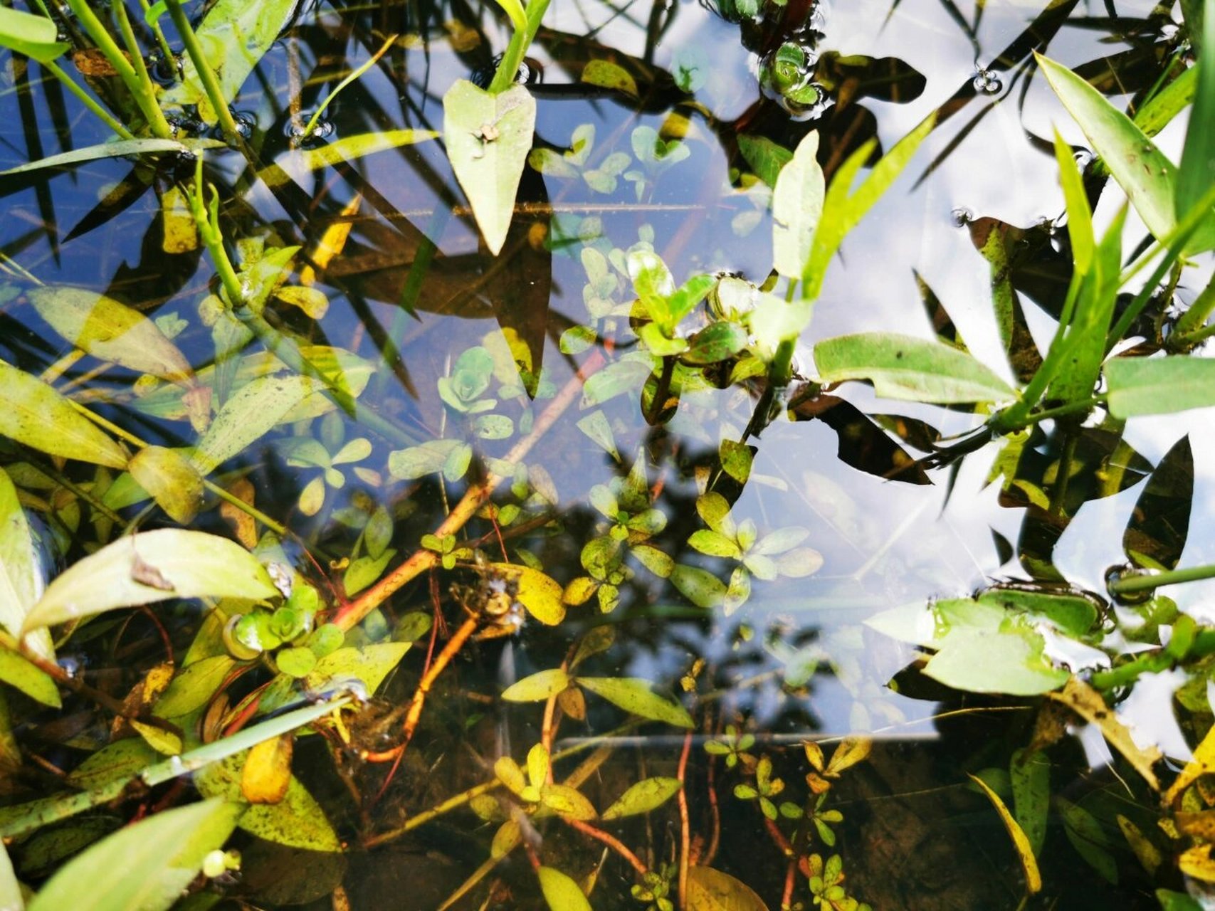 池塘里的水草
