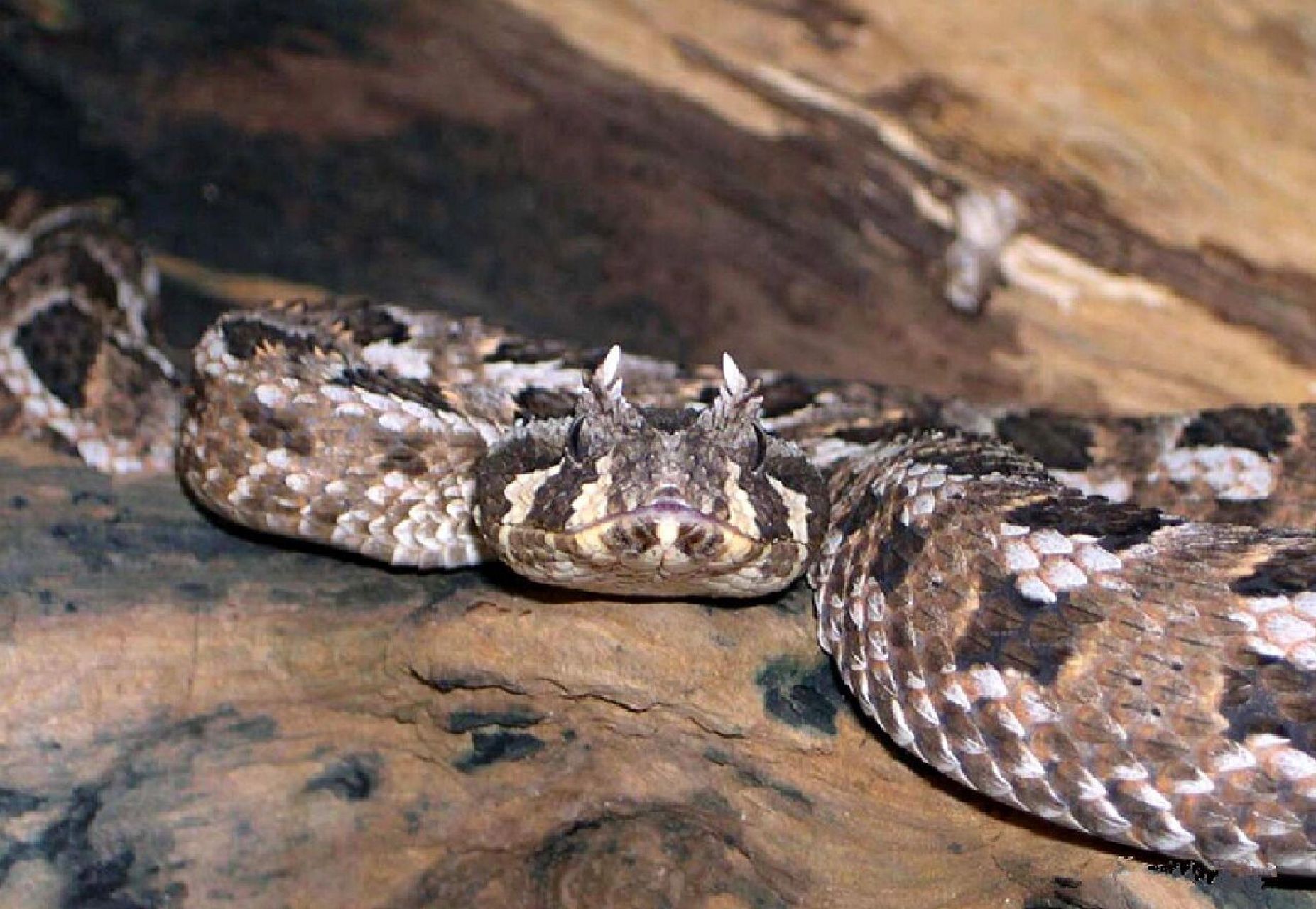 红粉栏|01 多角咝蝰 (有粉丝有想了解的动物,所以