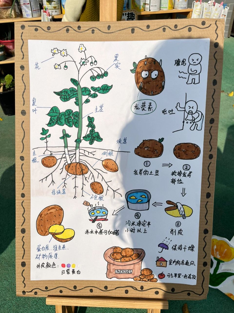 关于"土豆08"的种植记 幼儿园自然角