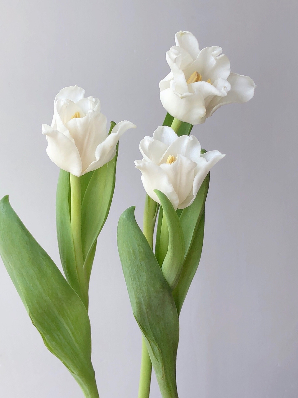 国产郁金香 美人鱼 这品质简直绝了 手艺人最爱白色 花材