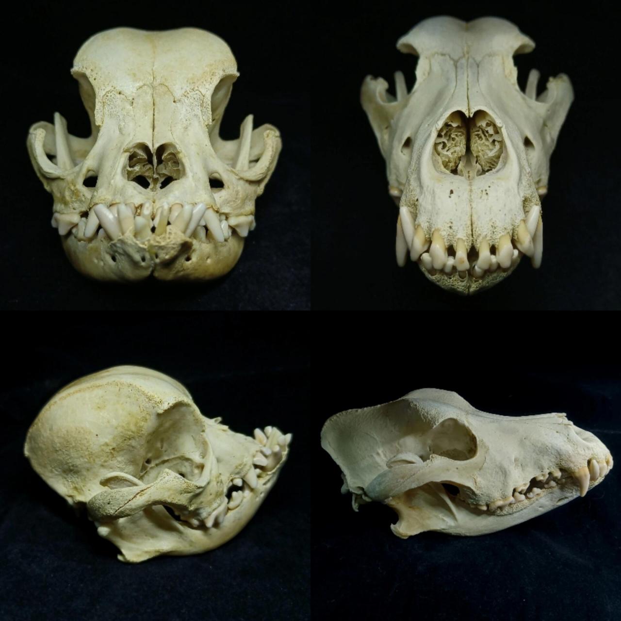 短吻宠物的头骨标本对比(加菲猫,法斗) 分享两组头骨标本:加菲猫&狸花