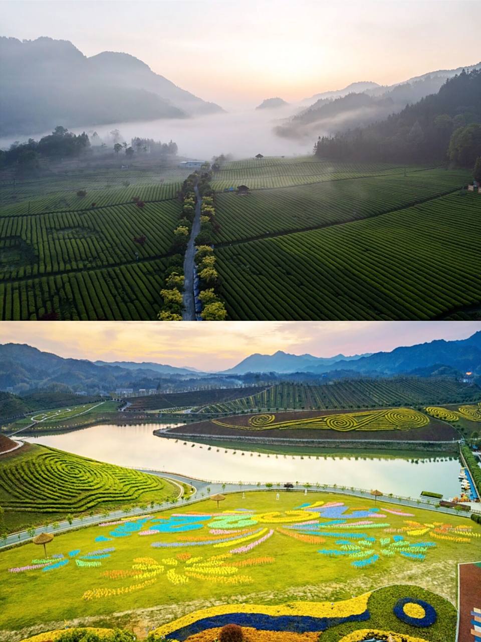 安化最值得去的旅游景点在这里97 73茶乡花海  8090 占平地2000