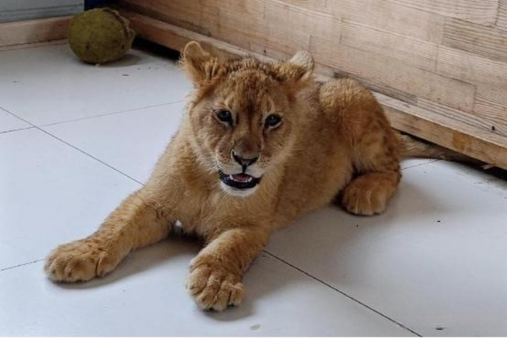【"果篦儿"来了】近日,位于静海区的光合谷旅游度假区动物园迎来了一
