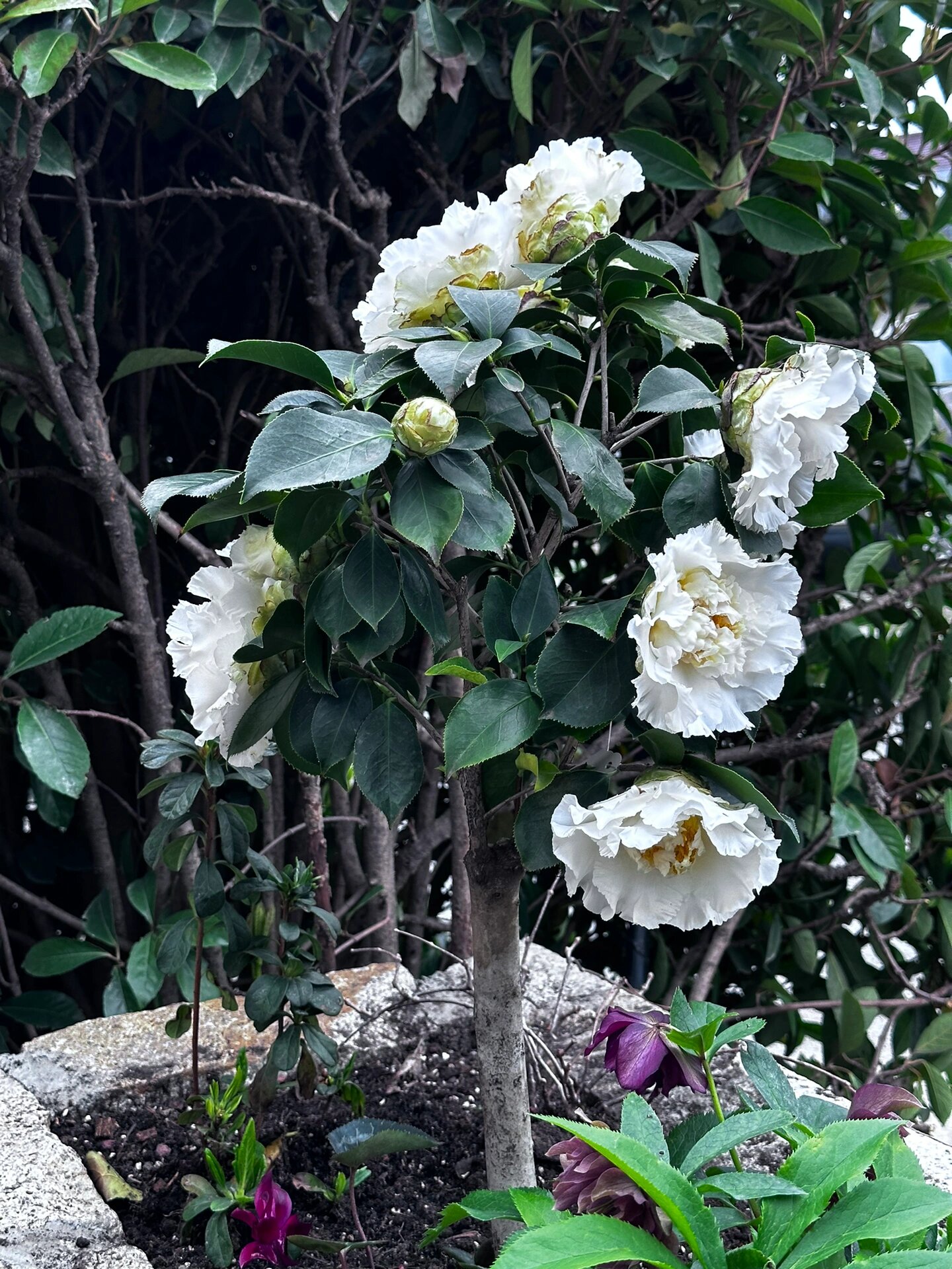 茶花白天鹅