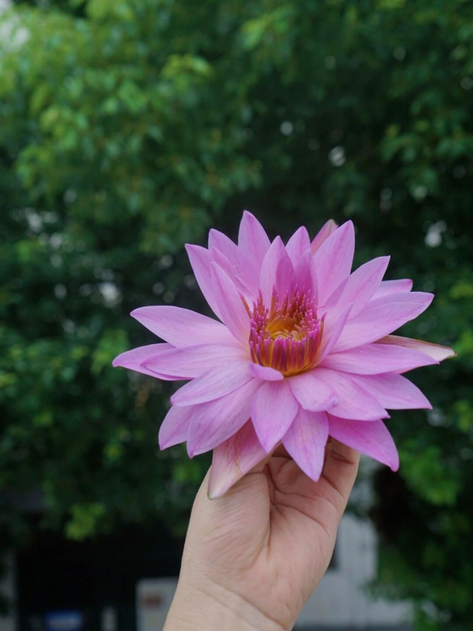 粉莲花纯露 粉莲花纯露的功效和蓝莲花纯露有很多相似性,和蓝莲花一样