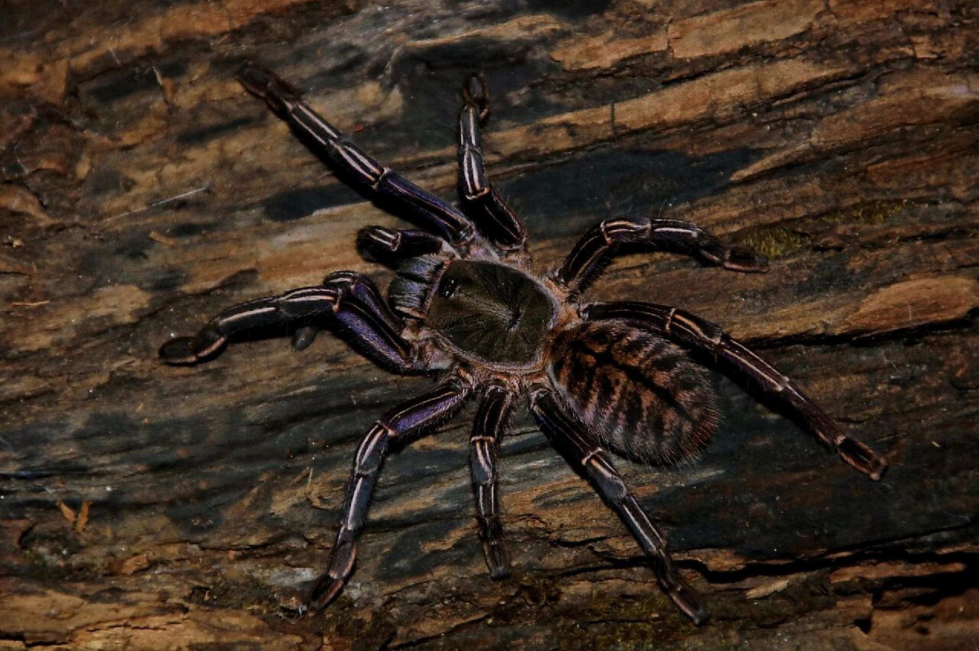 捕鸟蛛的食性 捕鸟蛛的饮食主要包括昆虫,无脊椎动物和少量小型脊椎