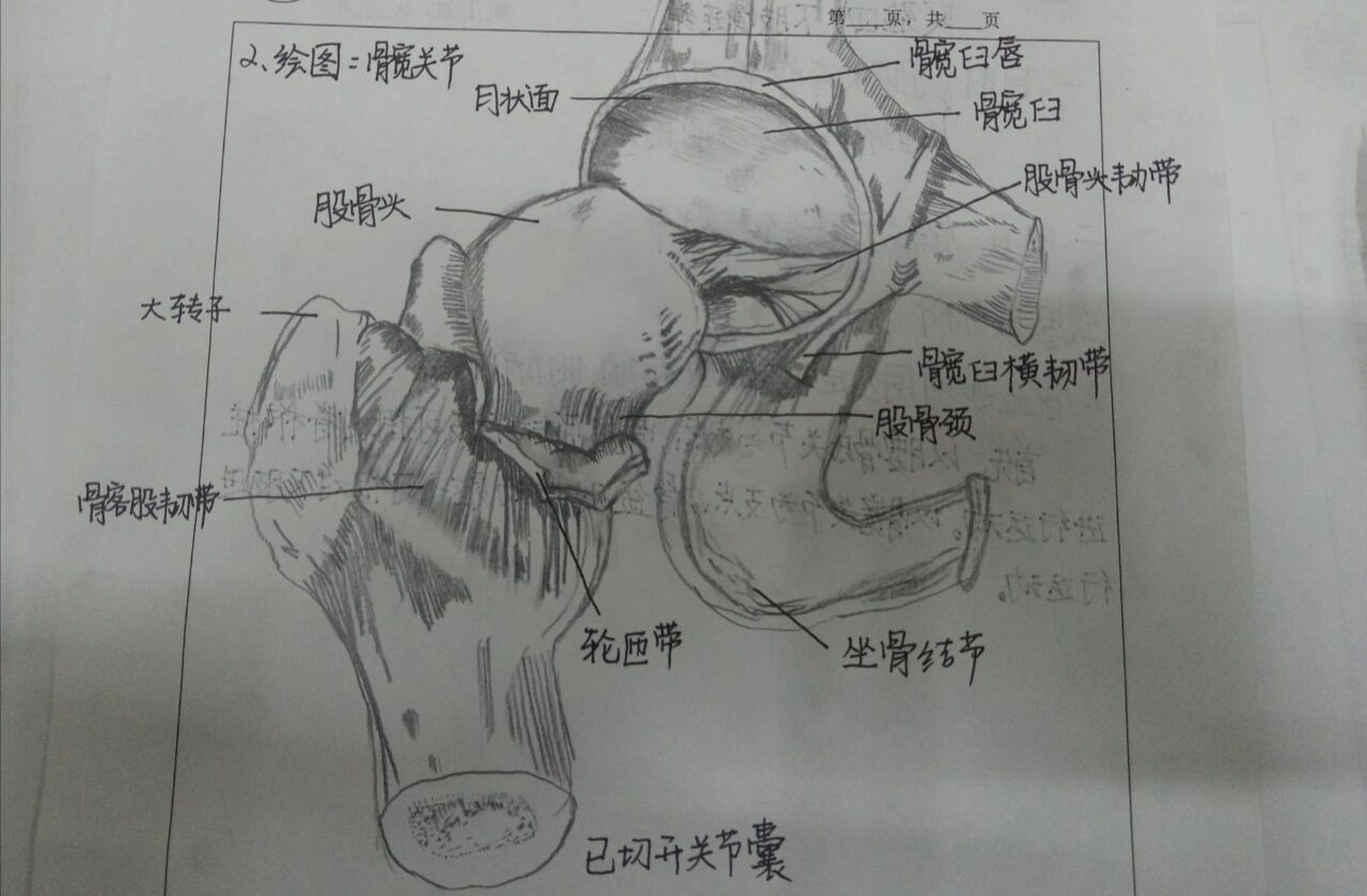 髋骨手绘解剖图图片