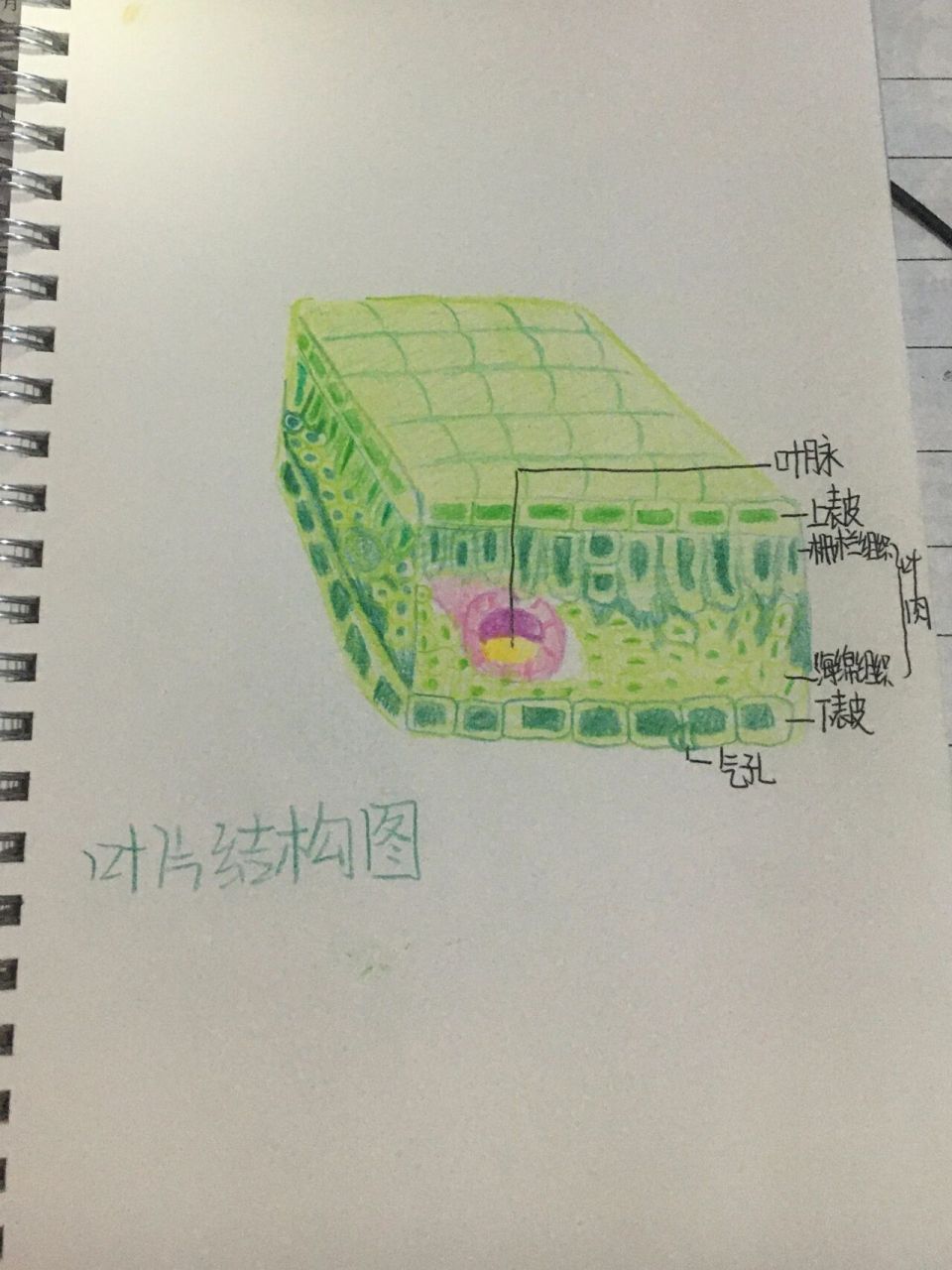 都要好好复习生物哦!叶片结构图 大家一定要准备好地生会考啊