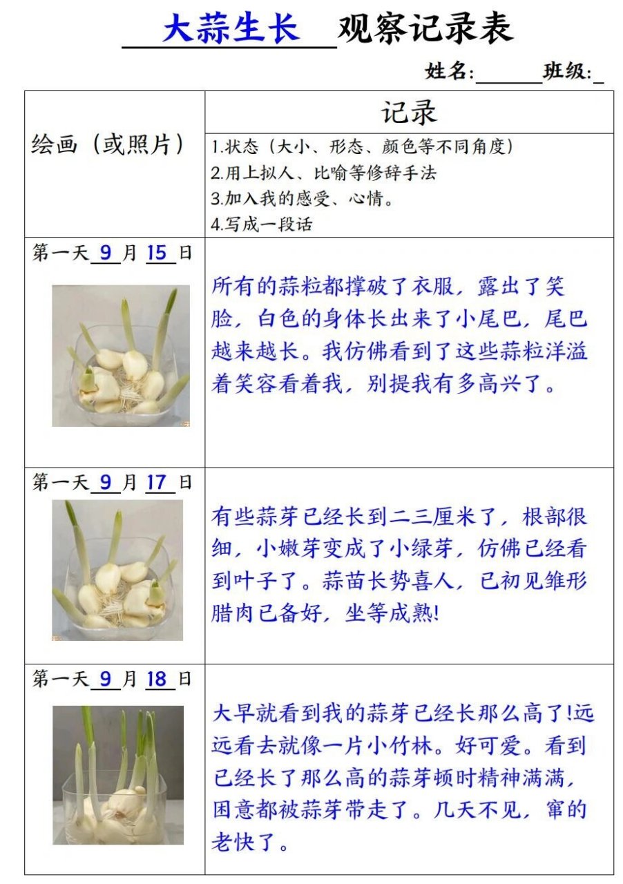 大蒜植物成长记录表图片