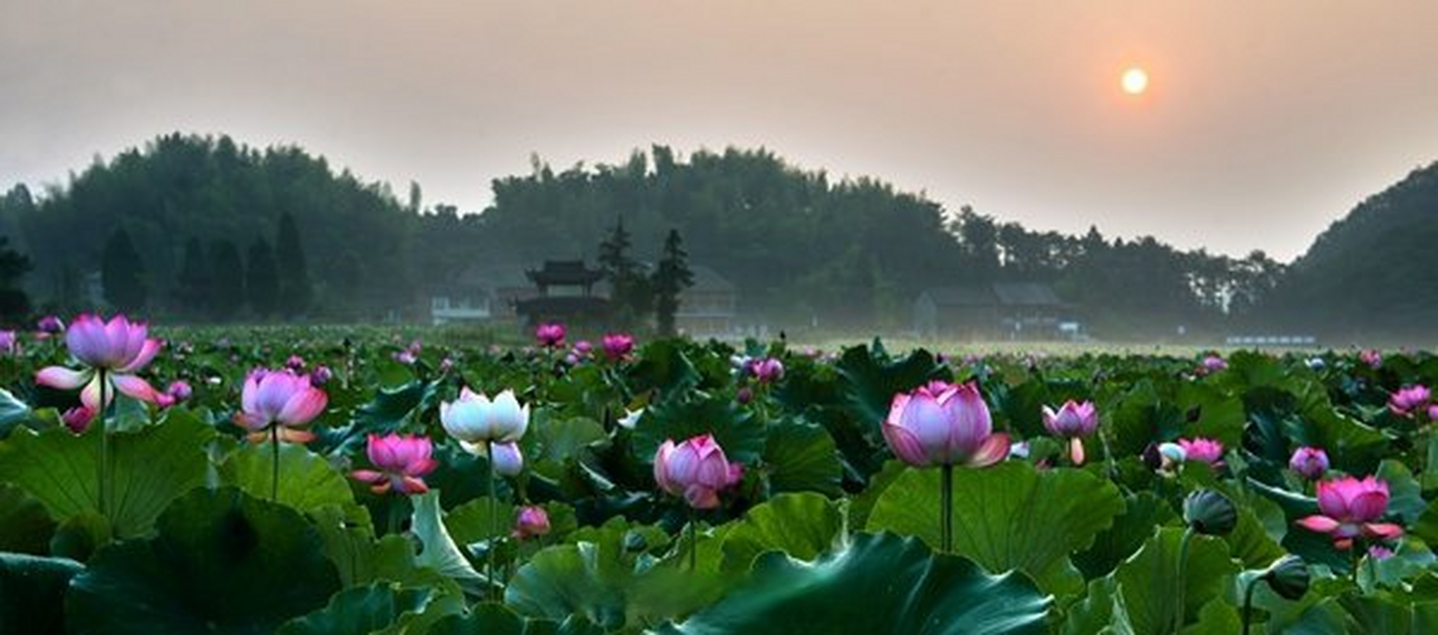 温州长镜头#赏荷正当时:文成县武阳荷花池 (图1/王健 摄,图2/市农业