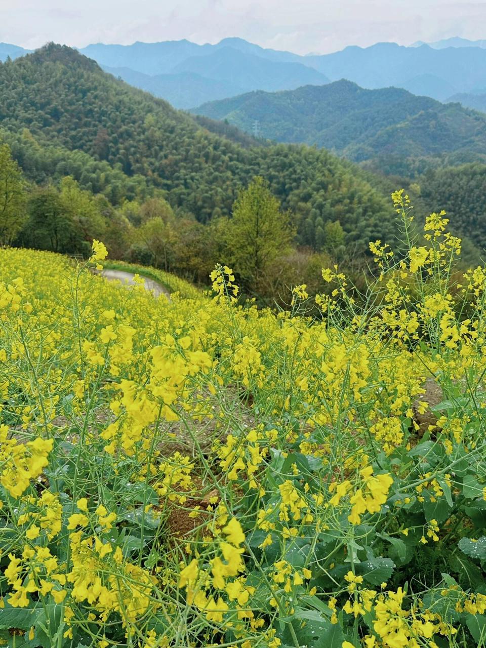 富阳油菜花赏花攻略:黑山顶 东梓关 98阳春三月,杭州富阳的油菜花也