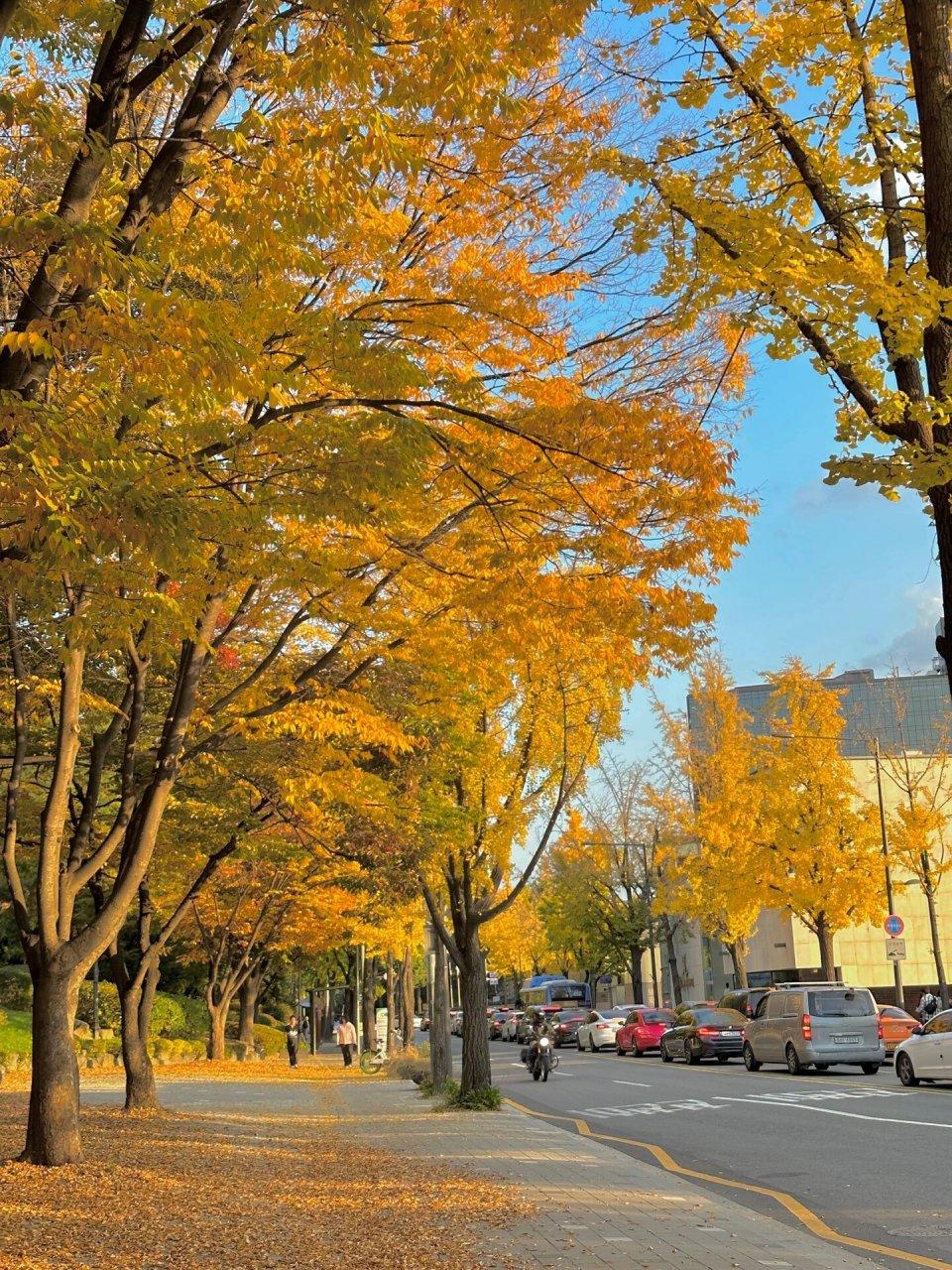 今天的韩国首尔 银杏是真的美99 散步路线 在ins看到有外国博主推荐