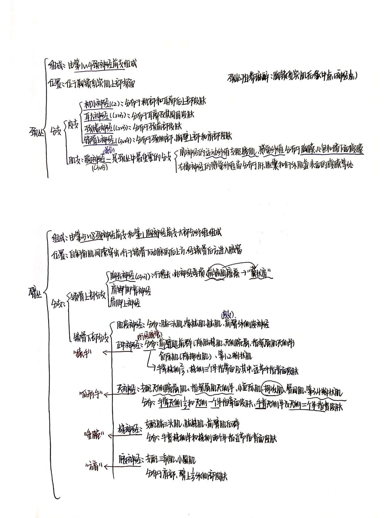 人解——神经系统思维导图