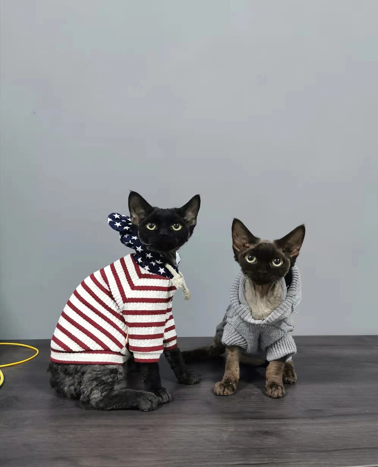 德文卷毛猫的优缺点吖