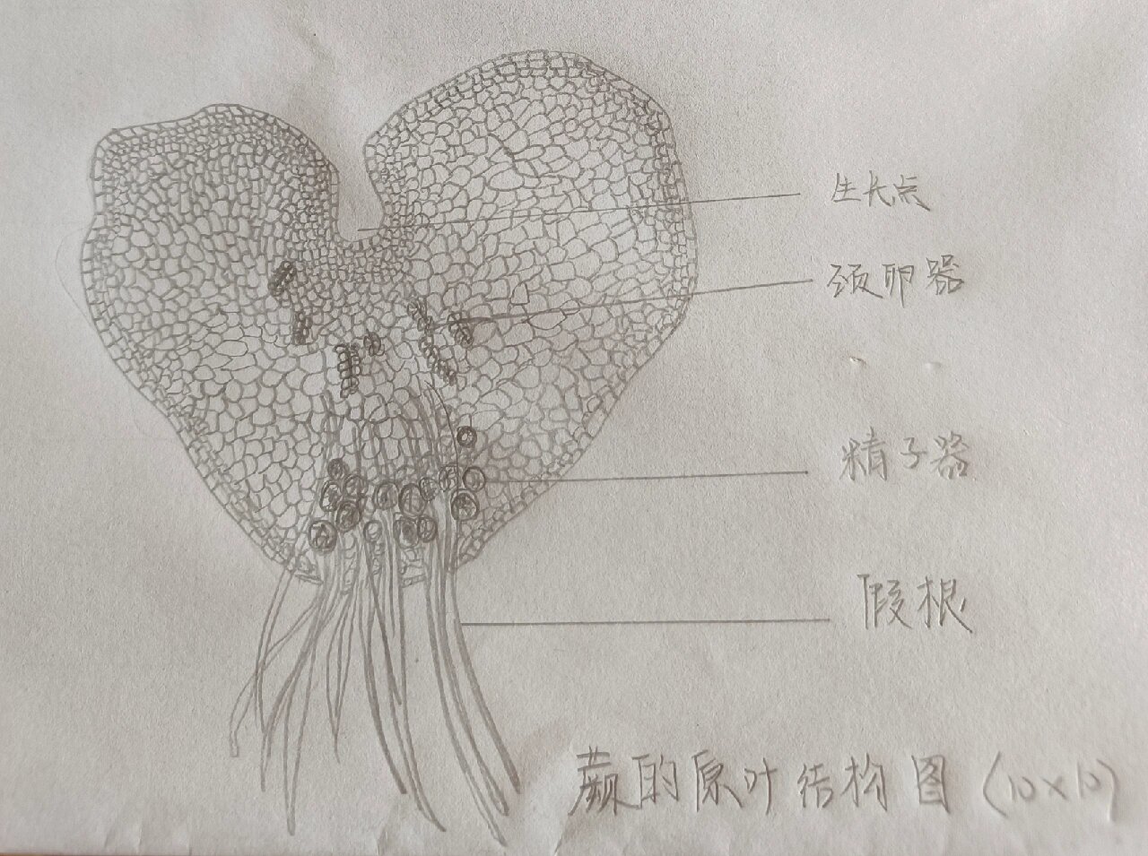 葫芦藓孢子体外形图 蕨的原叶结构图