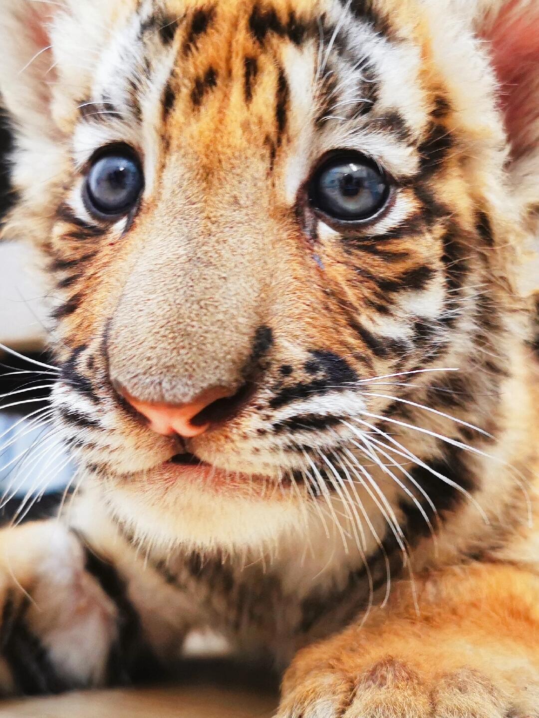 吃可爱长大的小奶虎