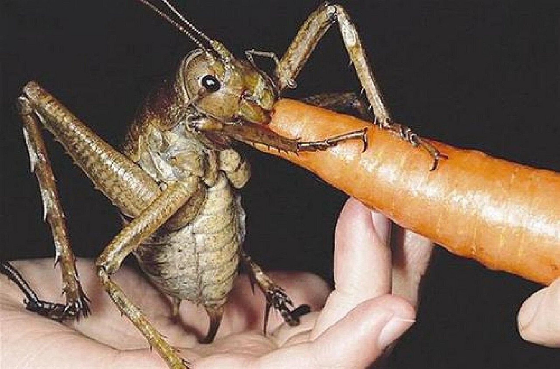 世界上最大的昆虫—老鼠见了都要绕路 巨沙螽(giant weta),是一种巨大