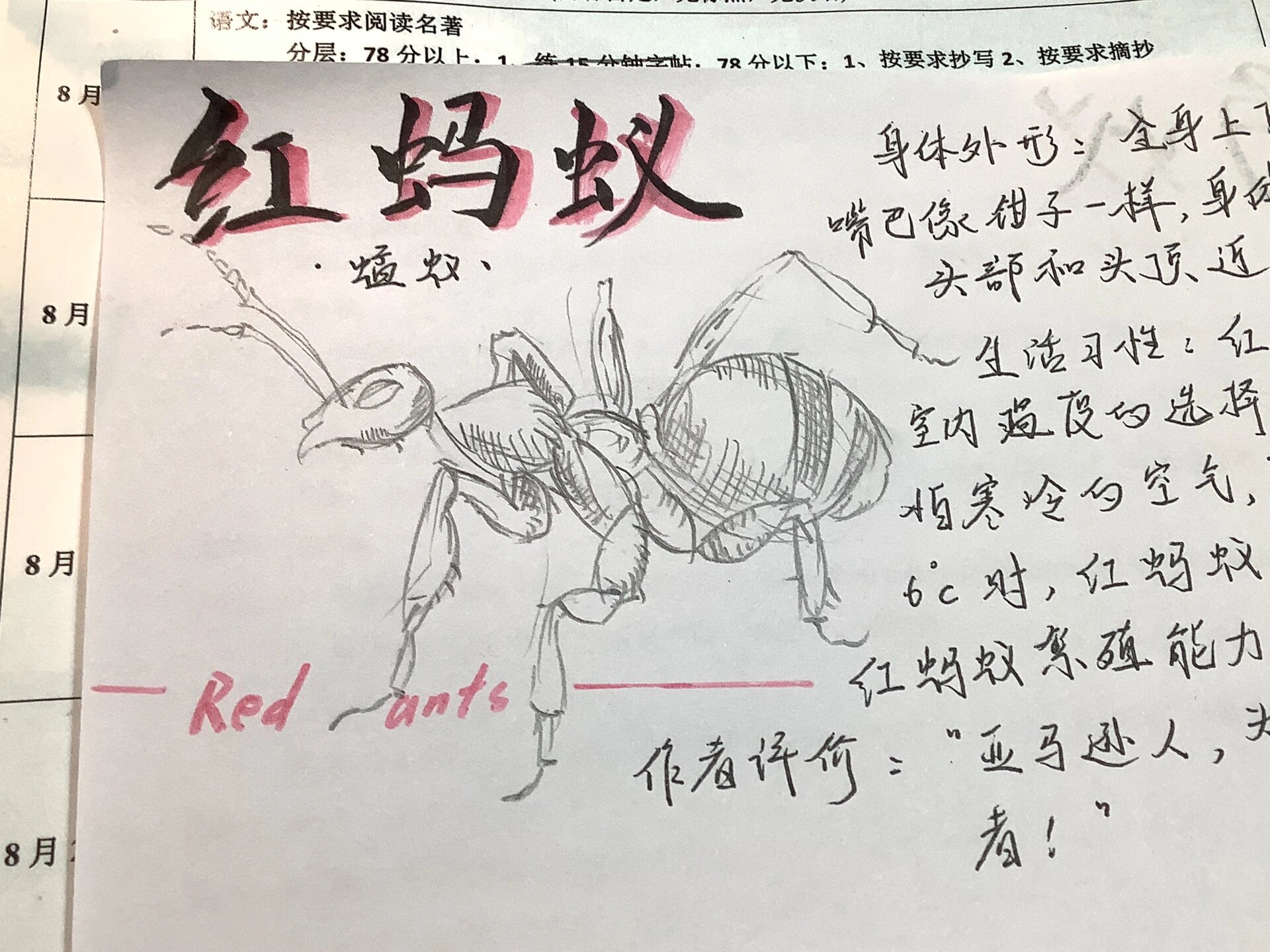 昆虫记08—红蚂蚁,蟹蛛!来咯