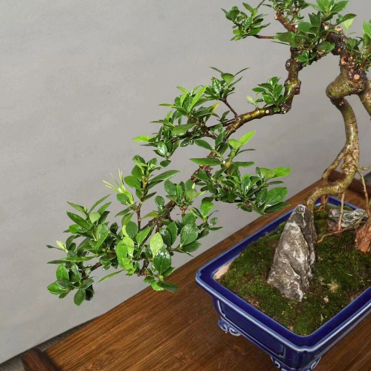 老桩栀子花盆景,美如画欢迎观赏! 老桩栀子花盆景,美如画欢迎观赏!