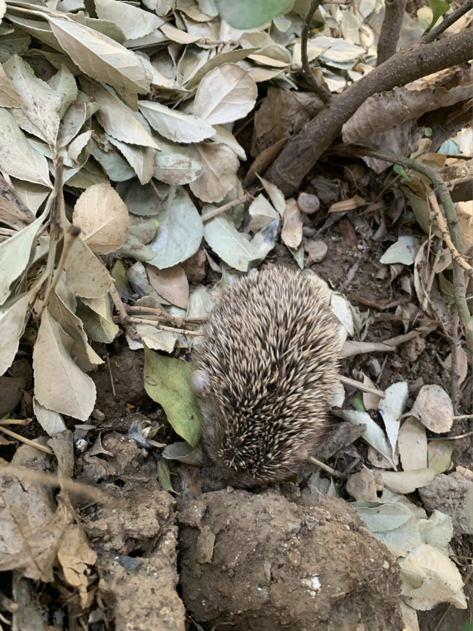 小区里小刺猬身上有蜱虫该怎么办 一只好像年龄不大