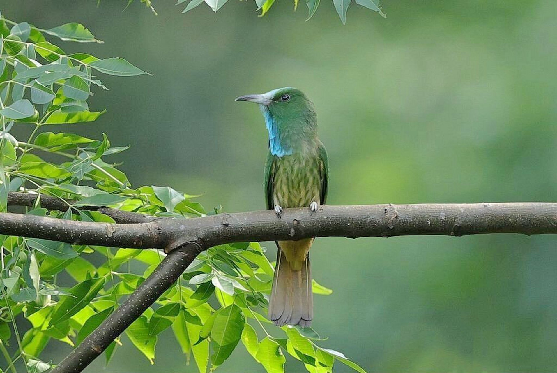 蓝须夜蜂虎 蓝须夜蜂虎 