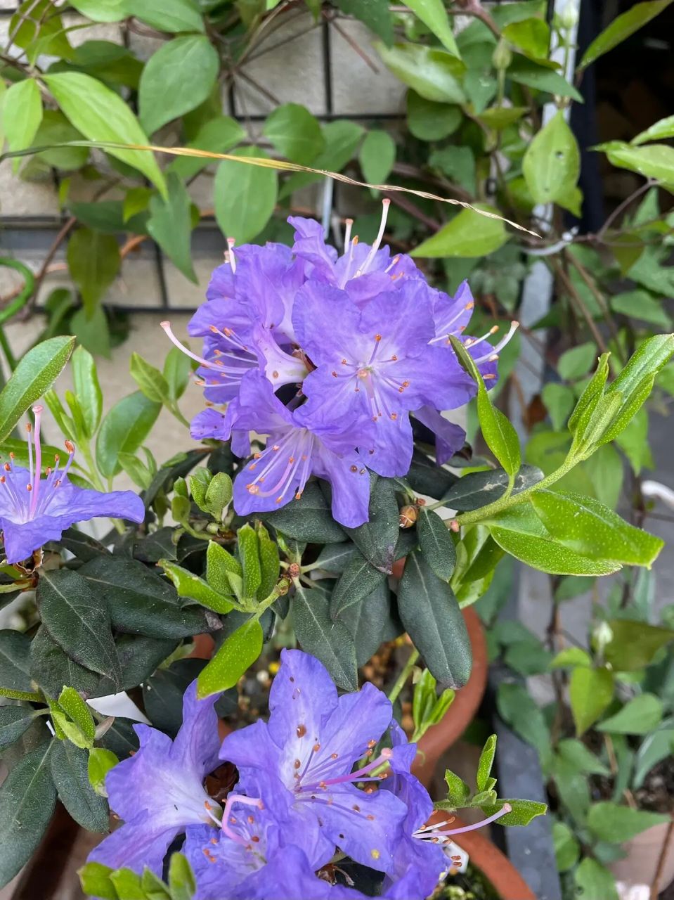 蓝色杜鹃 火山湖