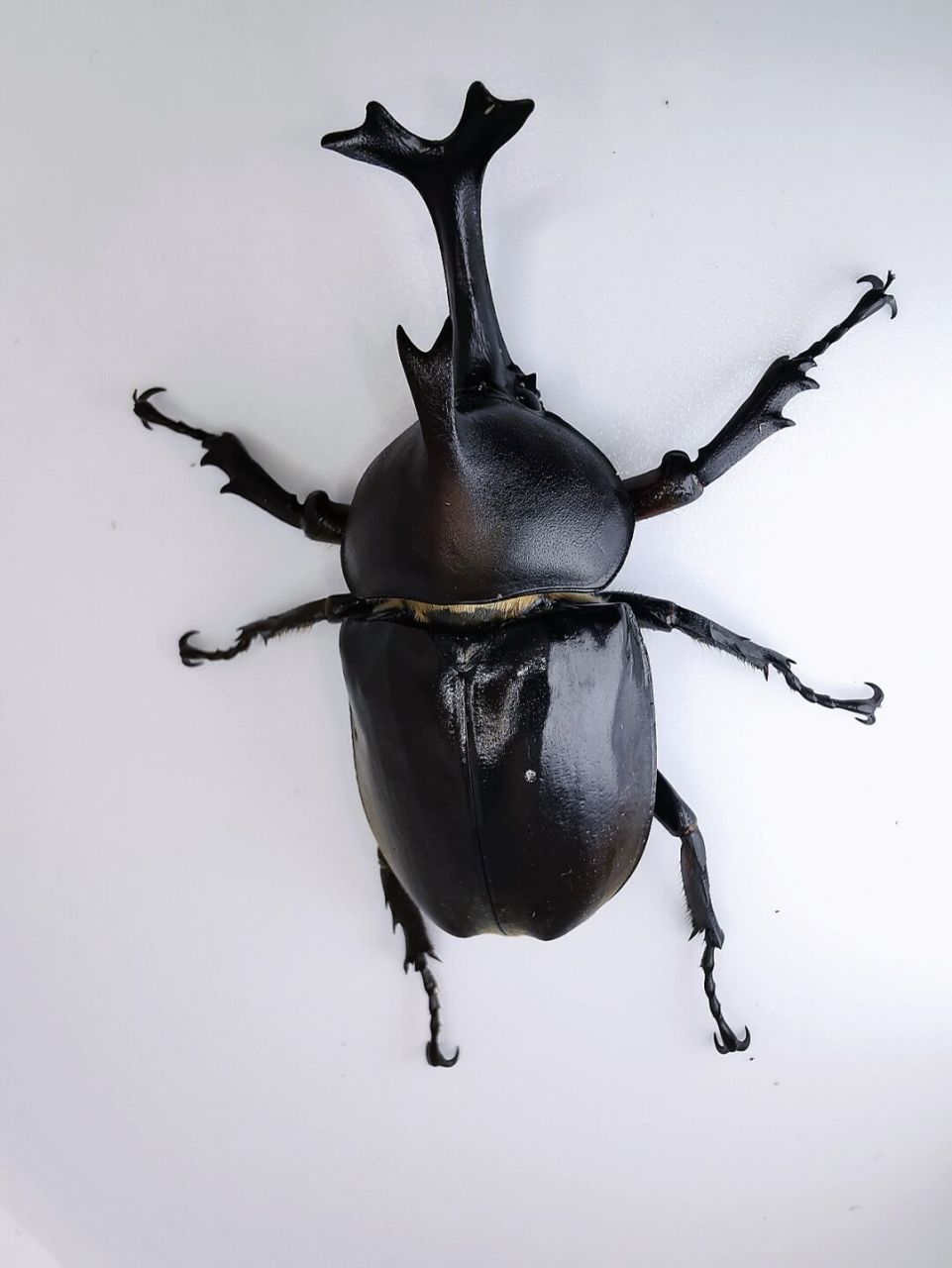 甲虫宠物 常见图片
