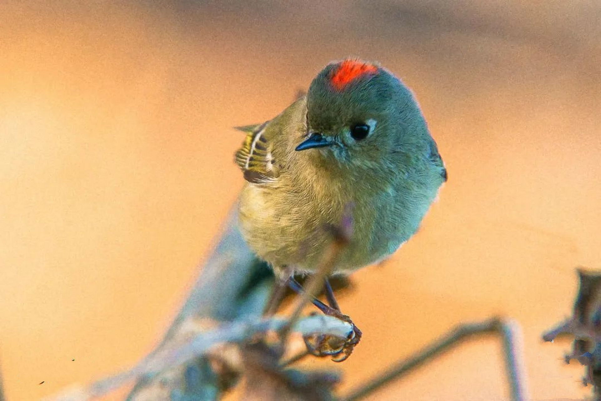 红冠戴菊 红冠戴菊(学名:corthylio calendula):鸟纲,戴菊科动物.