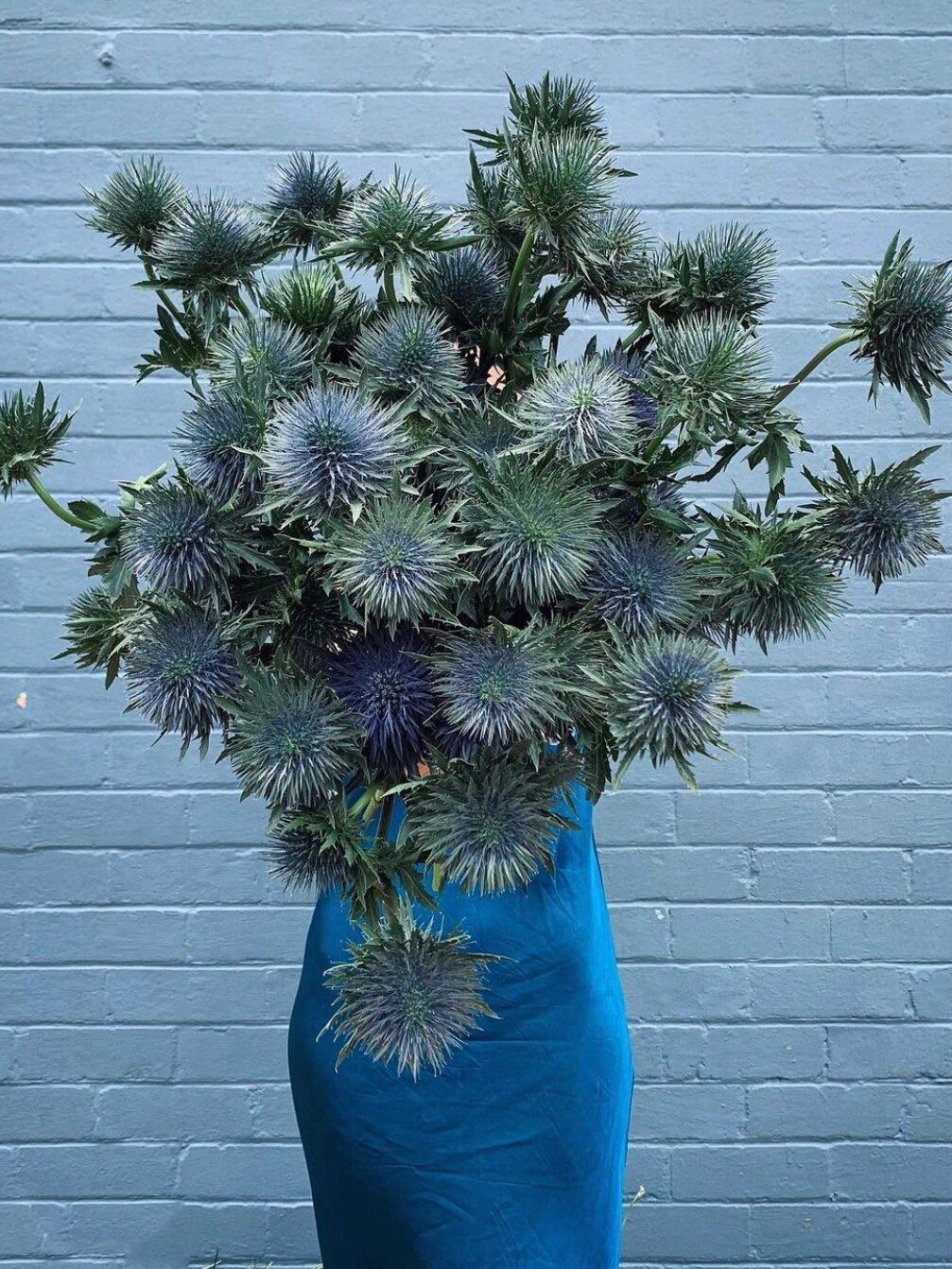 不一样的鲜切花70 | 海滨刺芹