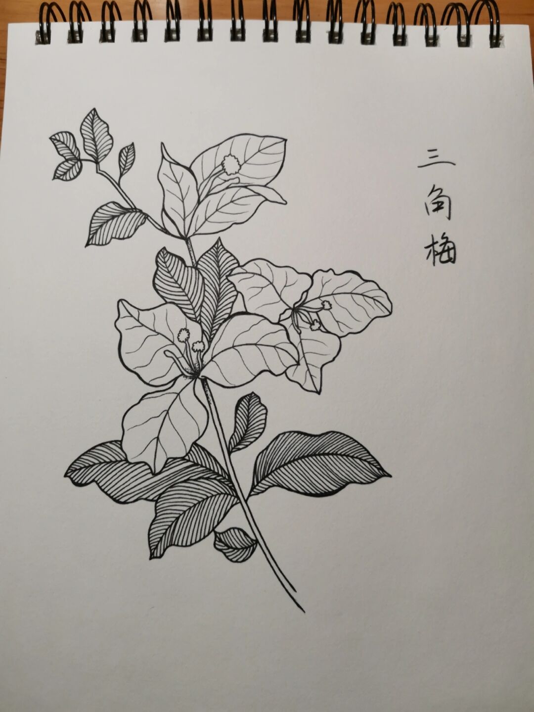 三角梅的简笔画 简易图片