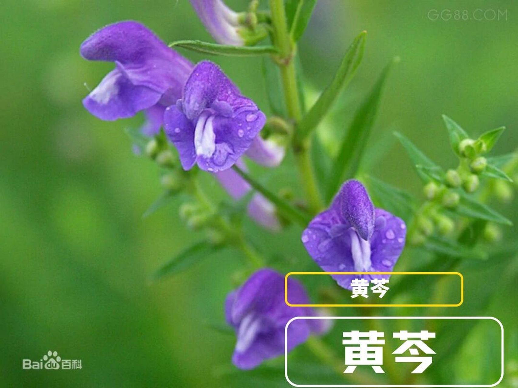 黄芩~day  30 来源:唇形科植物黄芩的根.