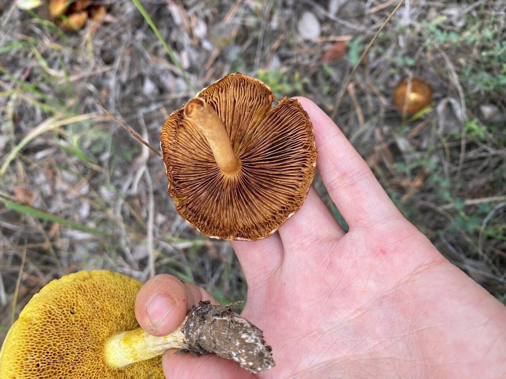 蜂窝状的蘑菇图片