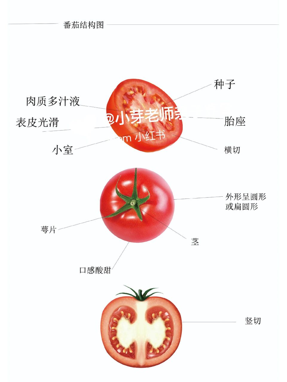 西红柿主题网络图图片