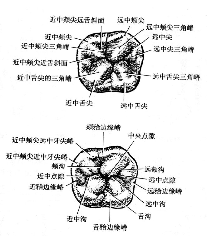 颊侧翼缘区图片