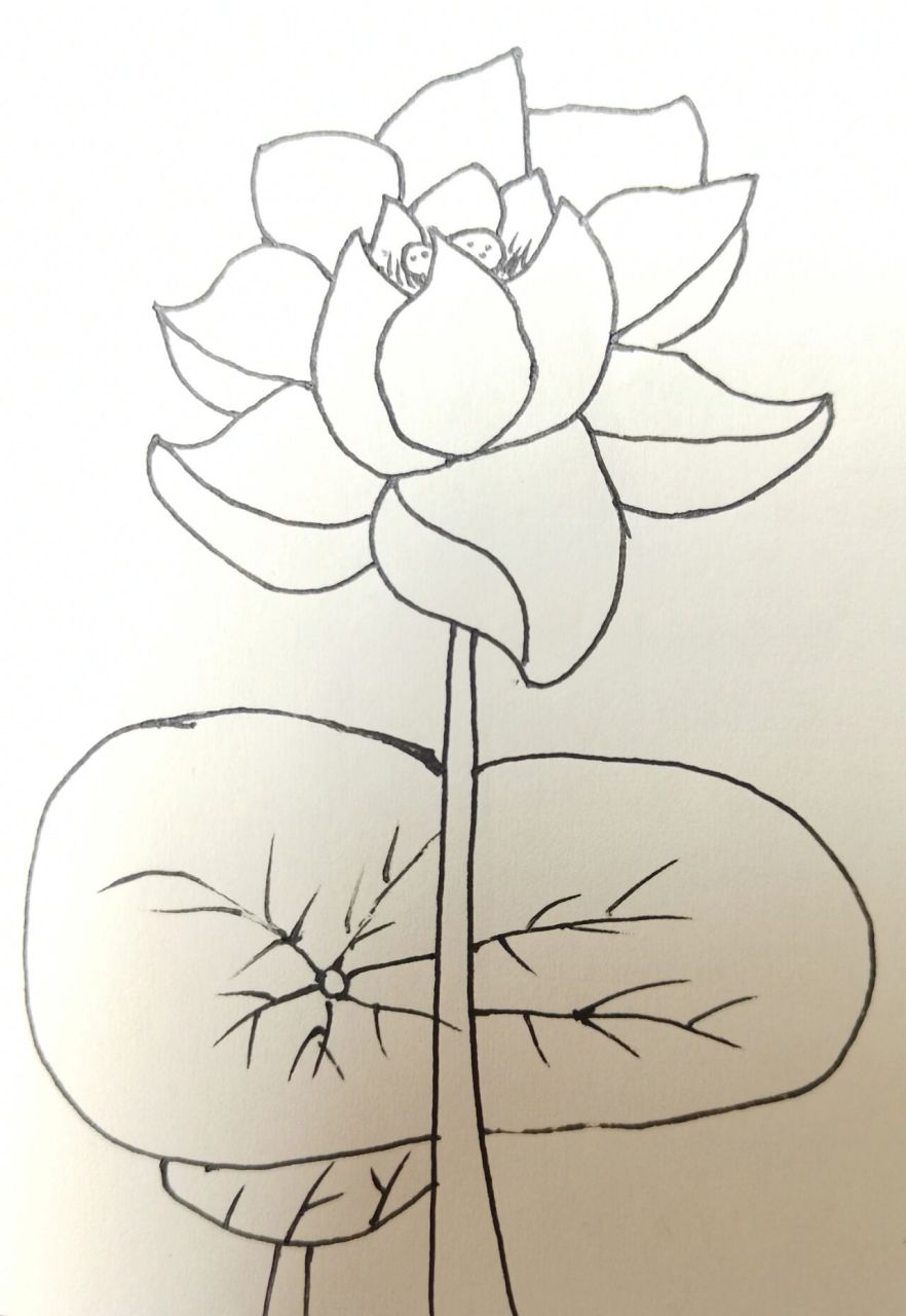 简笔画教程,四步就会画的睡莲 睡莲没有上色,懒得上了.