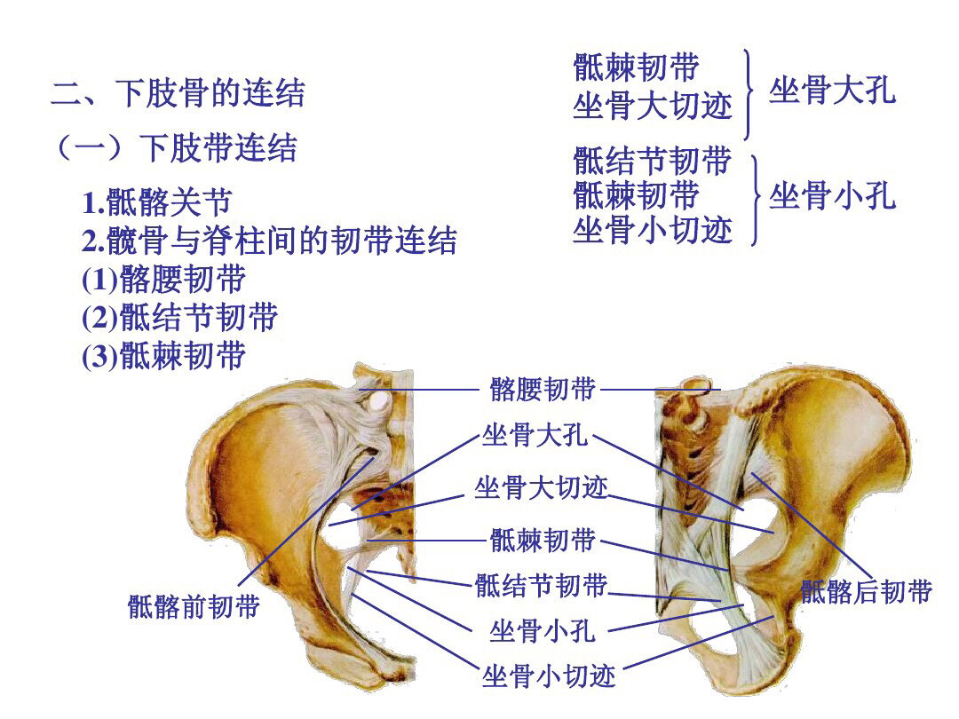 93骨盆被斜行的界线:后方起于骶骨岬,经髂骨弓状线