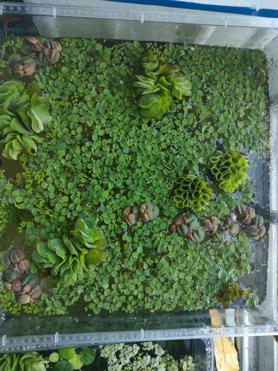 好看又好养的浮萍～ 照片里最多的是槐叶萍,最开始的就是我买一叶莲