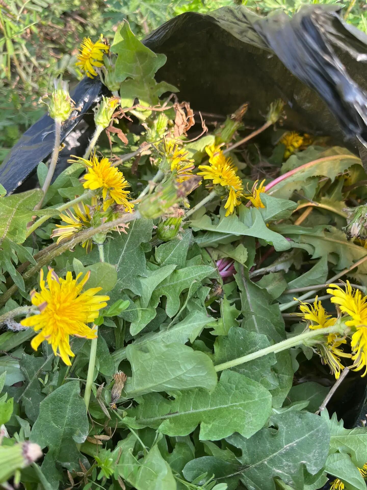 纯天然,野生蒲公英