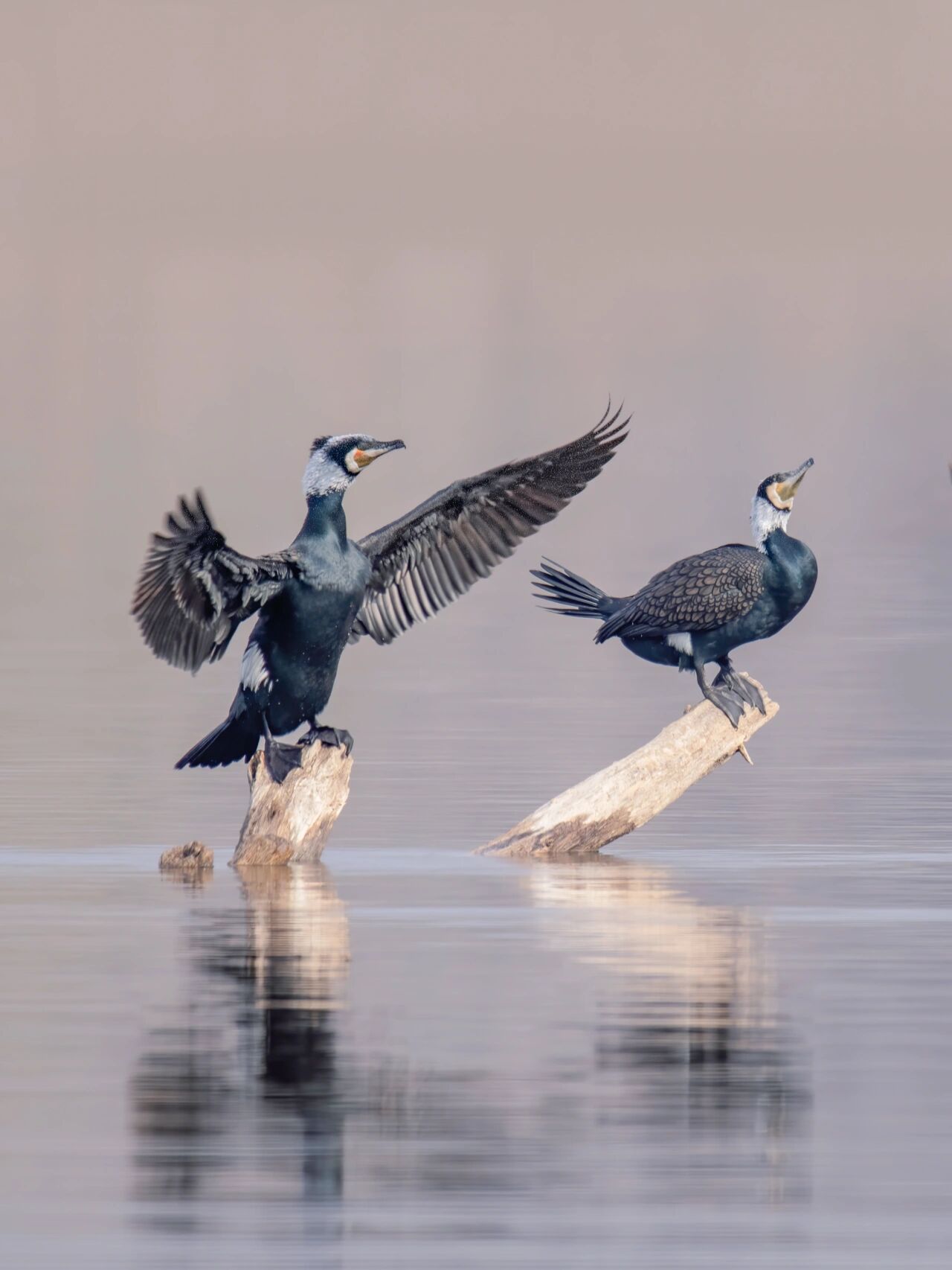 鸬鹚 鸬鹚是一种较大型水鸟,又称"鱼鹰",外形像鸭子,所以渔民也称其为