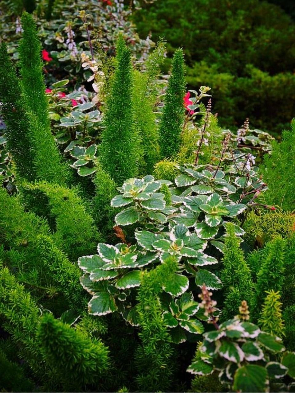 木植百科#狐尾天门冬# 7915我是谁?